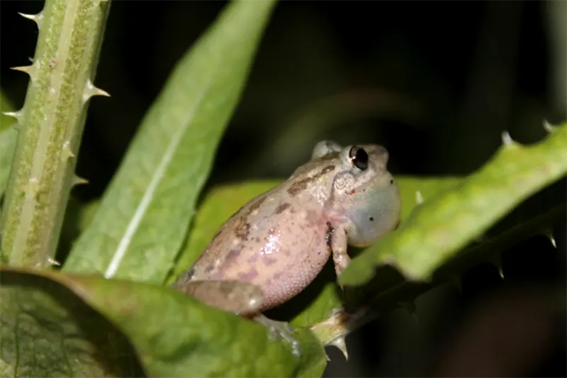 anfibios